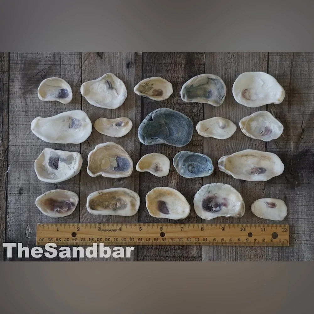 Florida Oyster Shells Smooth Edge Oyster FL Beach Shells Vase Filler TheSandbar
